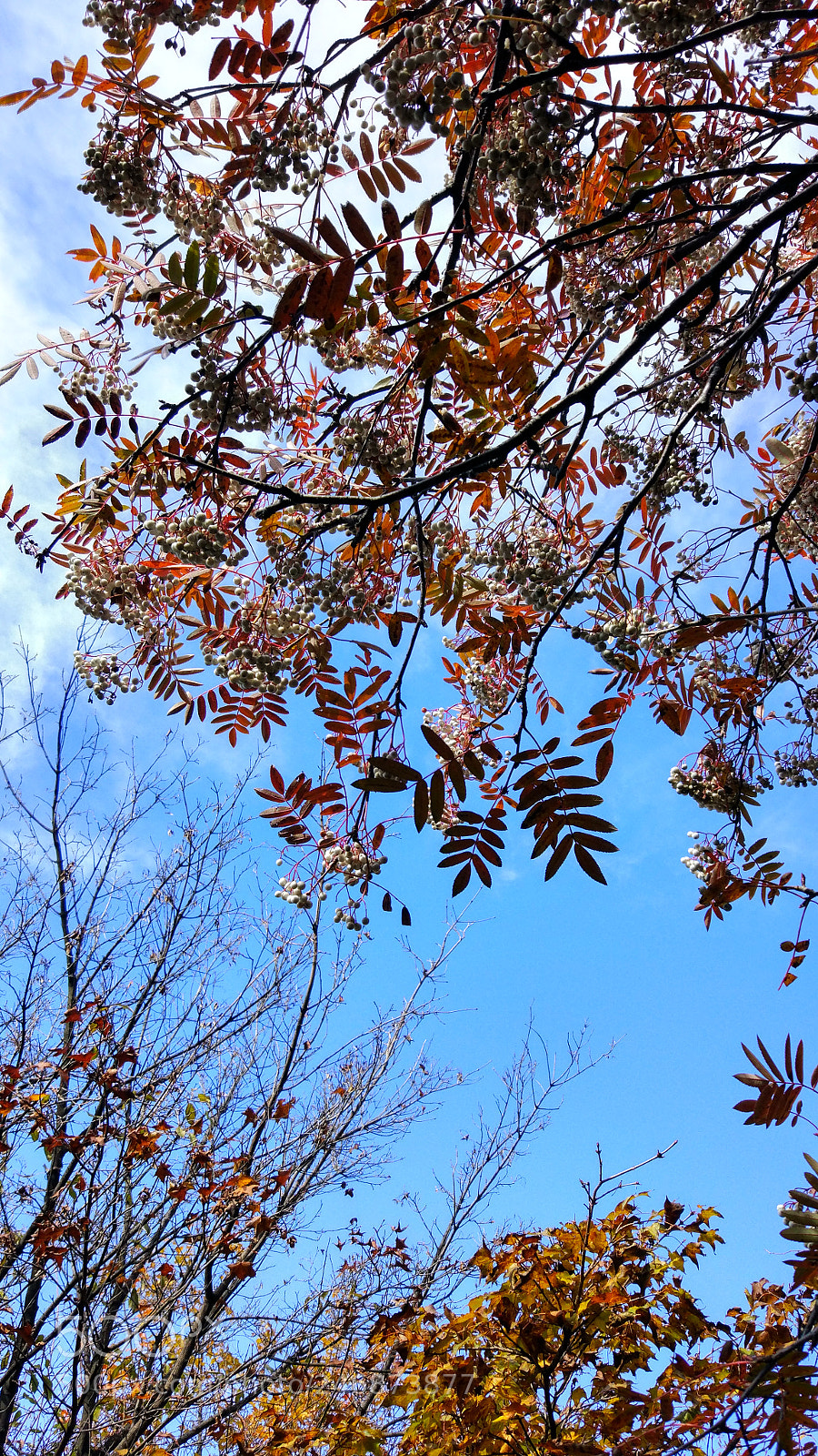 Xiaomi MI 5 sample photo. 华山秋色 photography
