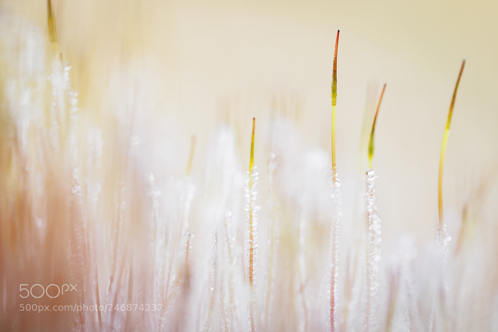 Olympus OM-D E-M1 sample photo. Frozen photography