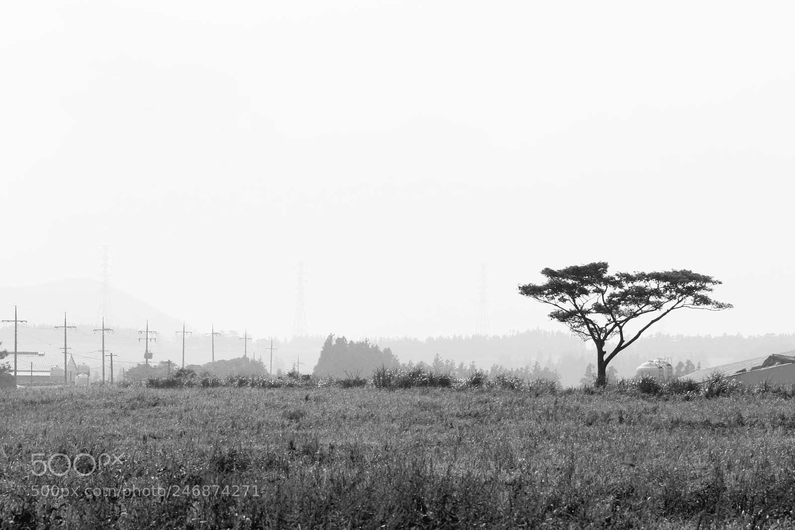 Canon EOS 400D (EOS Digital Rebel XTi / EOS Kiss Digital X) sample photo. Lonely tree photography
