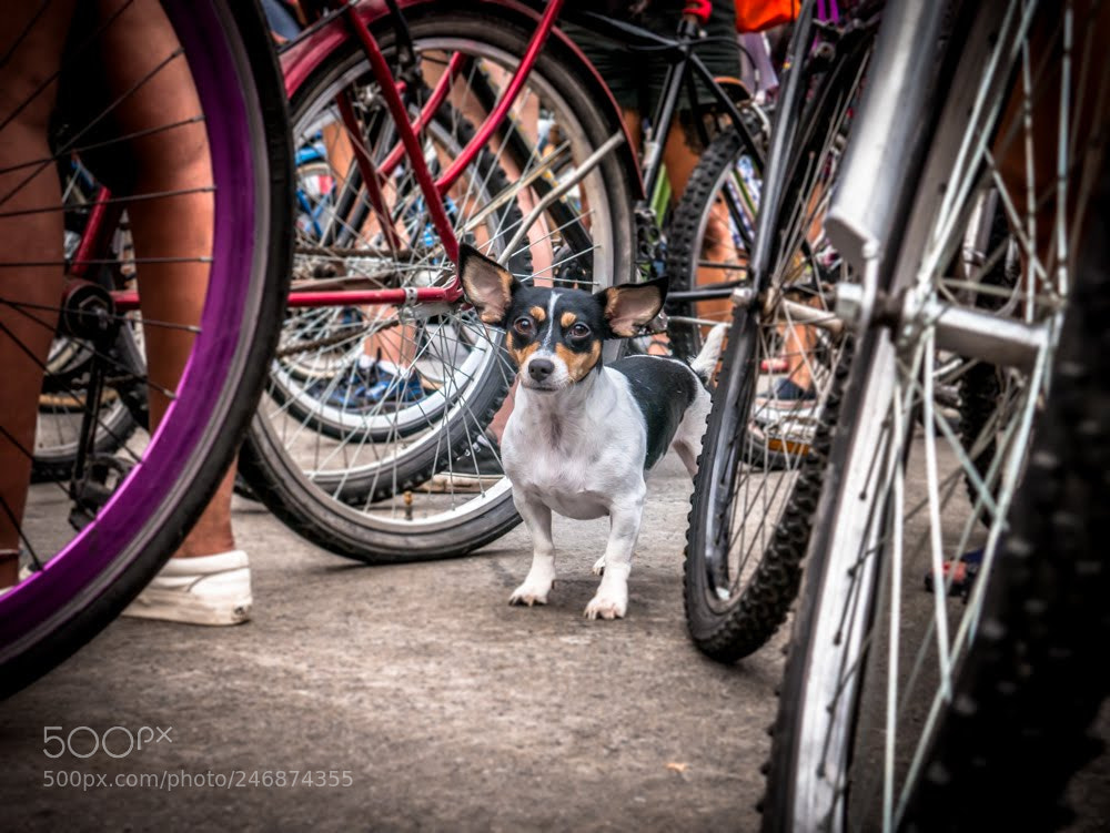 Panasonic Lumix DMC-G7 sample photo. Dog & bicycle photography