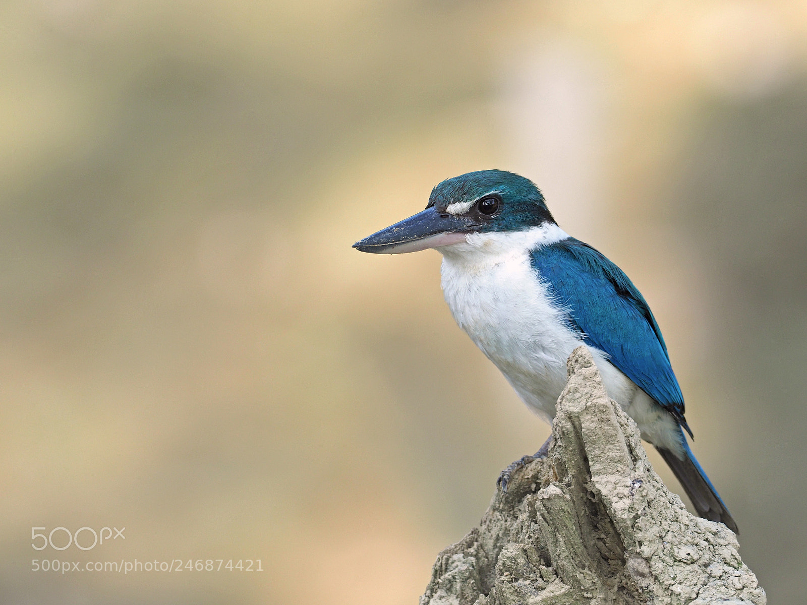 Olympus OM-D E-M1 Mark II sample photo. Collared kingfisher photography