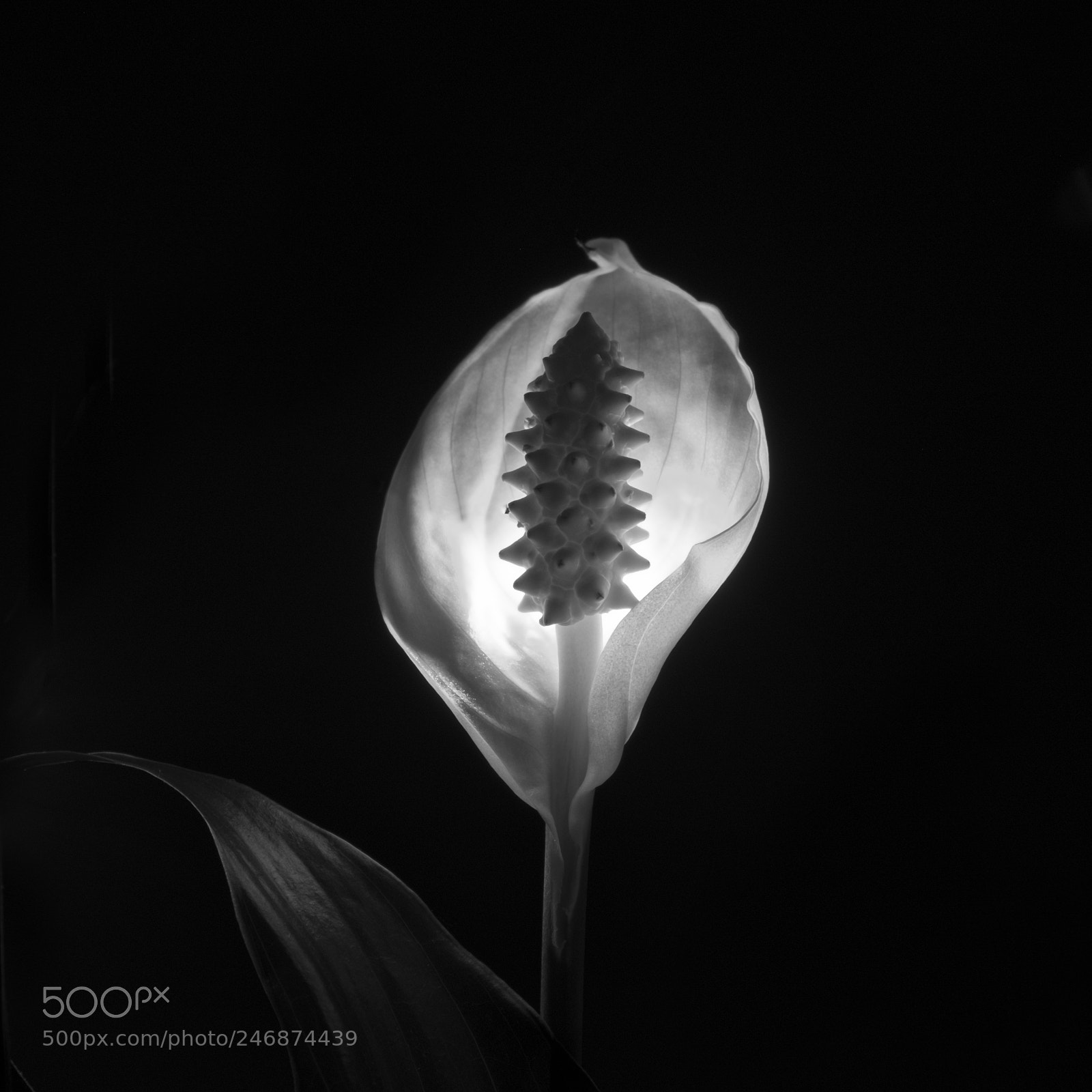 Fujifilm X-E2 sample photo. Peace lilly and light photography