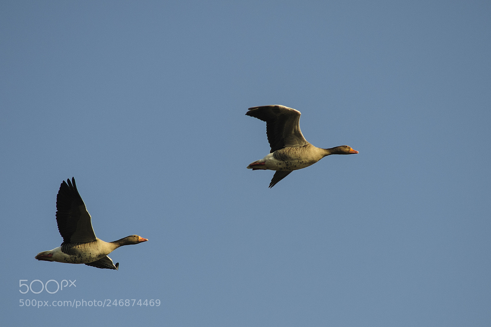 Nikon D3 sample photo. Wild geese flying high photography