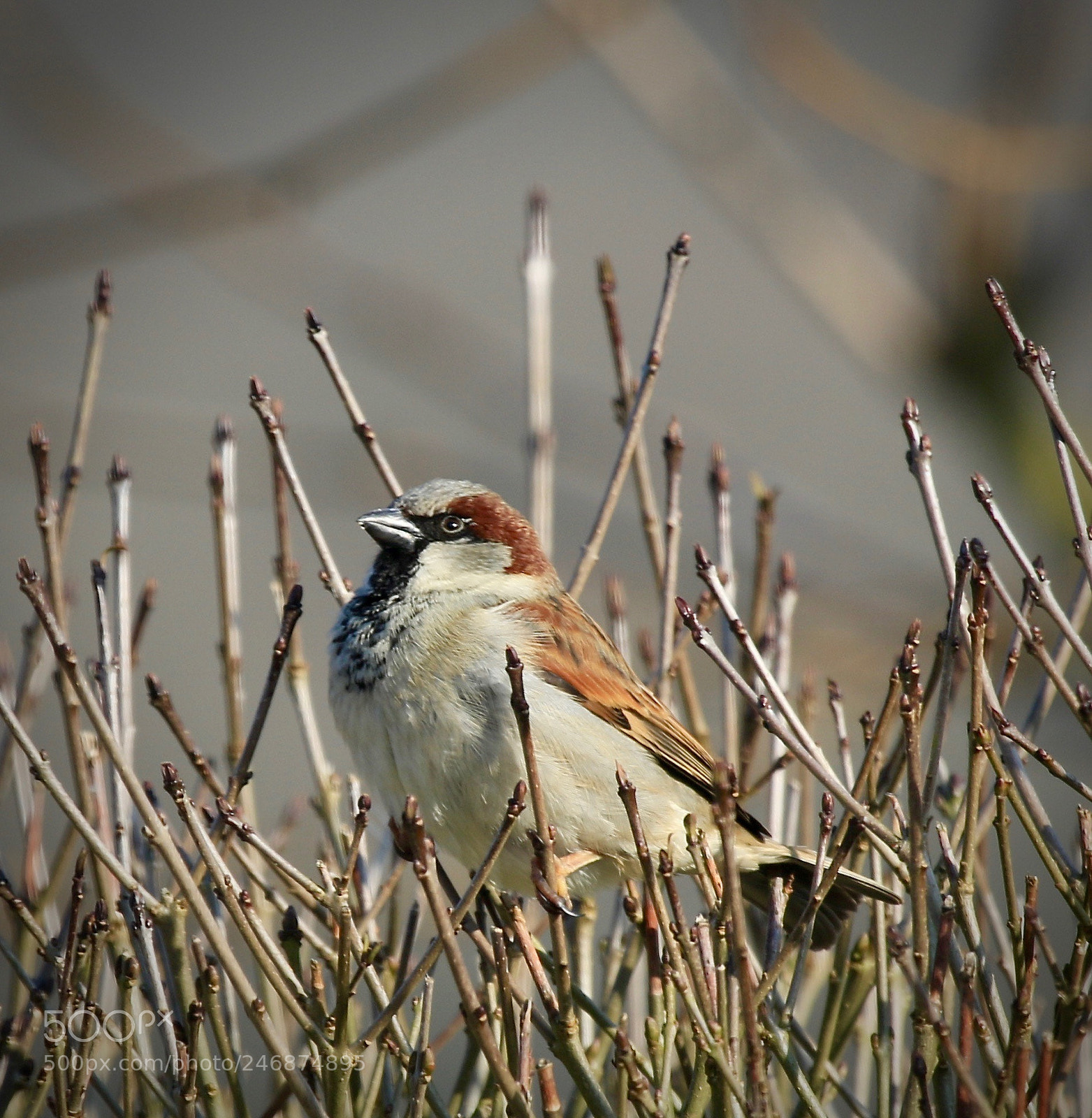 Canon EOS 7D Mark II sample photo. Sun bathing photography