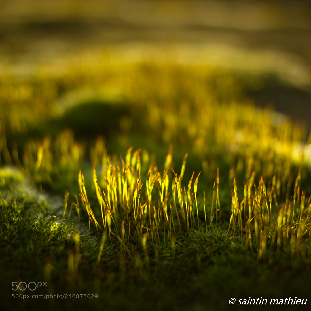 Canon EOS 7D Mark II sample photo. Mousses sur un muret photography