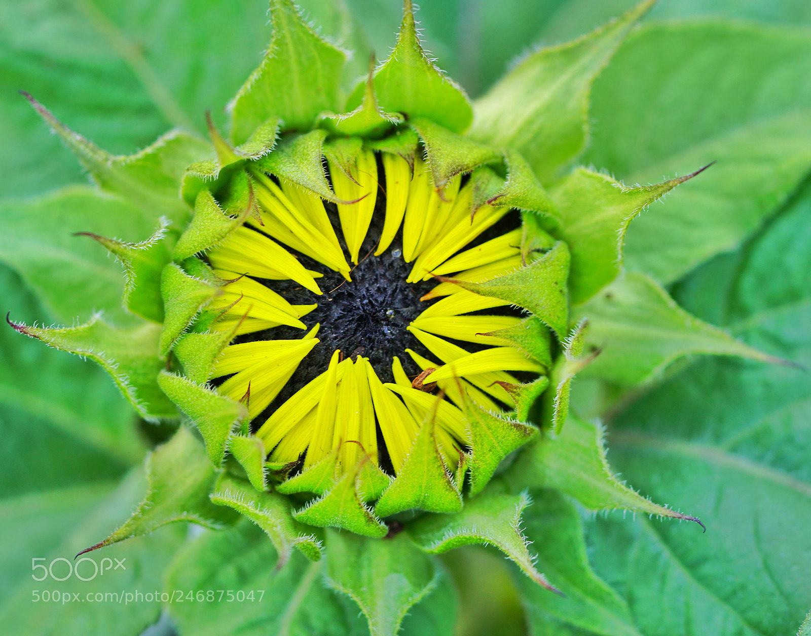 Sony a6500 sample photo. Flower photography
