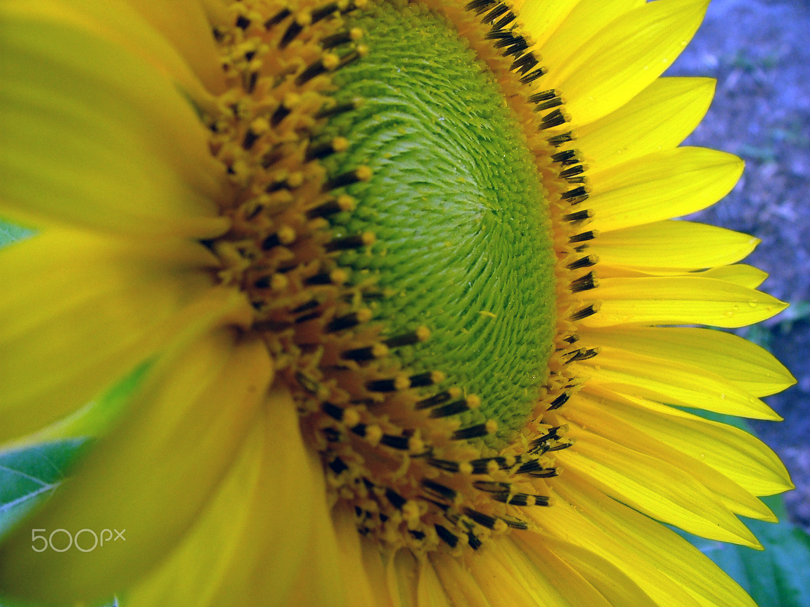 Fujifilm FinePix S5000 sample photo. Cape town sunflower photography