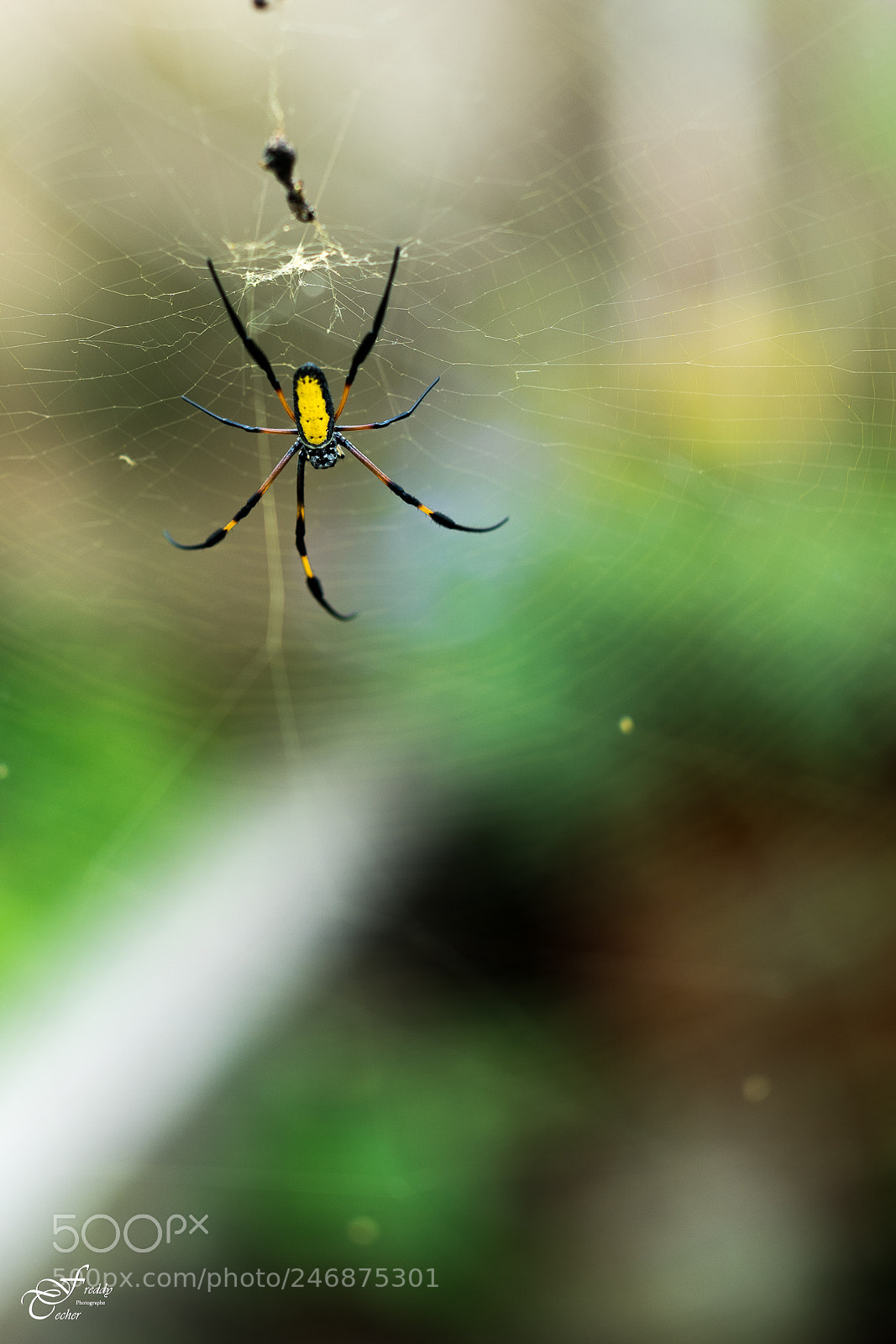 Sony a7R III sample photo. Zarnier photography