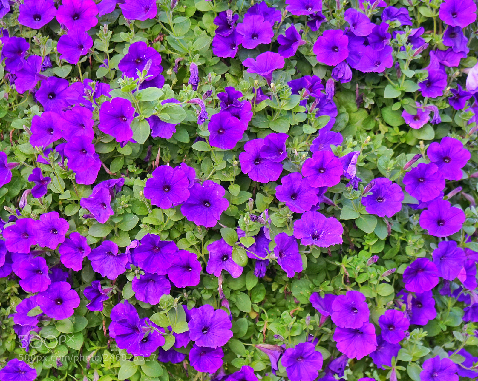 Sony a6500 sample photo. Flowers photography