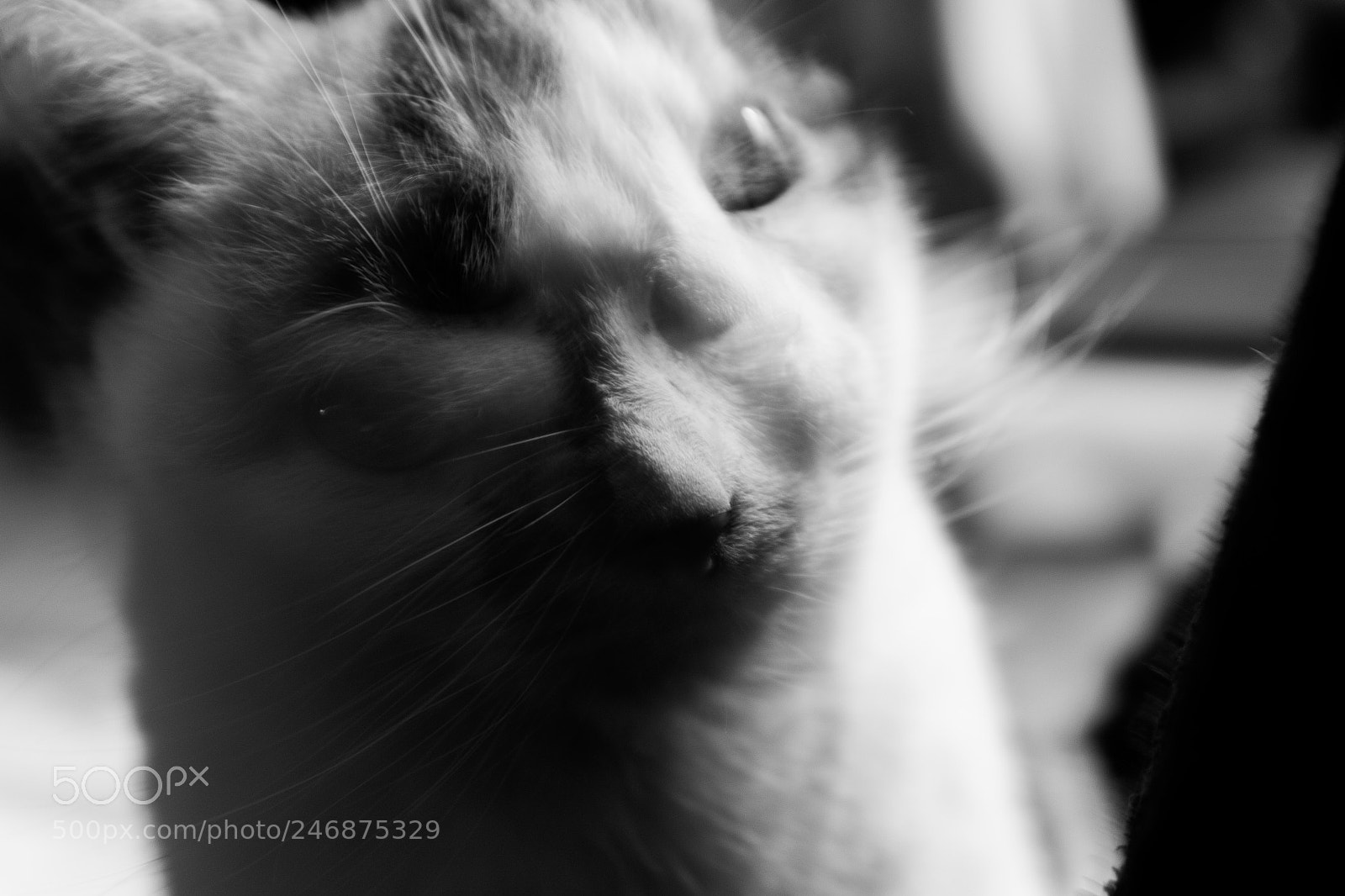 Canon EOS 700D (EOS Rebel T5i / EOS Kiss X7i) sample photo. Schizophrenic cat photography