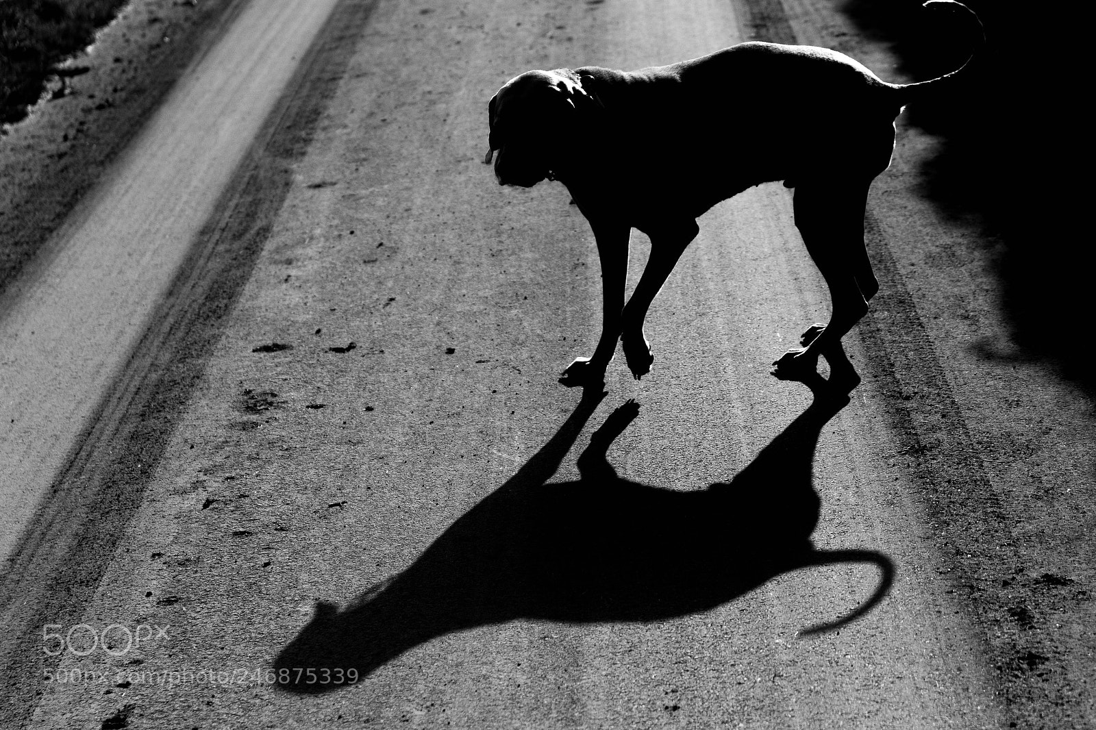 Canon EOS 700D (EOS Rebel T5i / EOS Kiss X7i) sample photo. Who's the shadow now ? photography