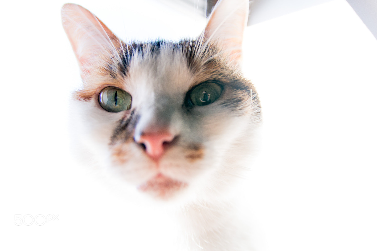 Canon EOS 700D (EOS Rebel T5i / EOS Kiss X7i) sample photo. Magic momo photography