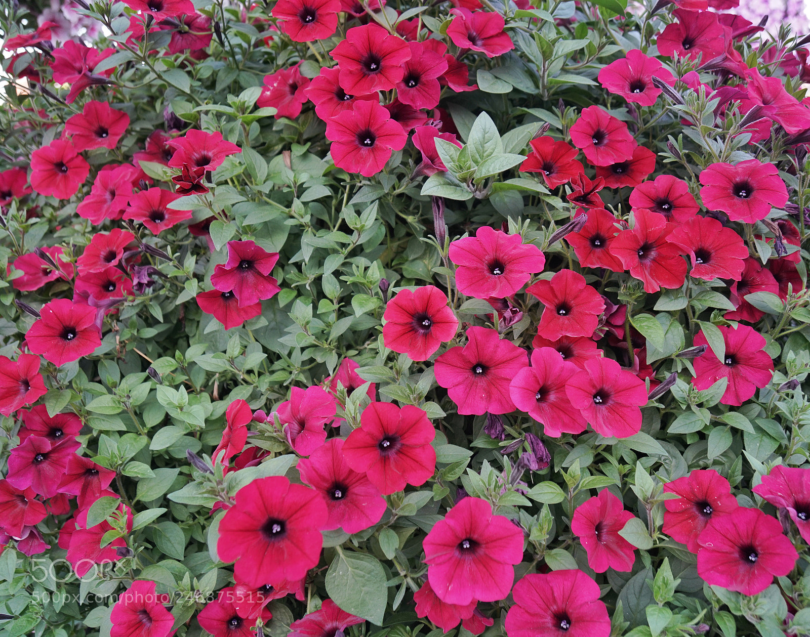 Sony a6500 sample photo. Flowers photography