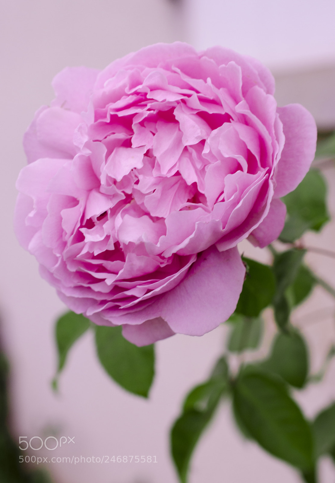 Nikon D5100 sample photo. Rose photography