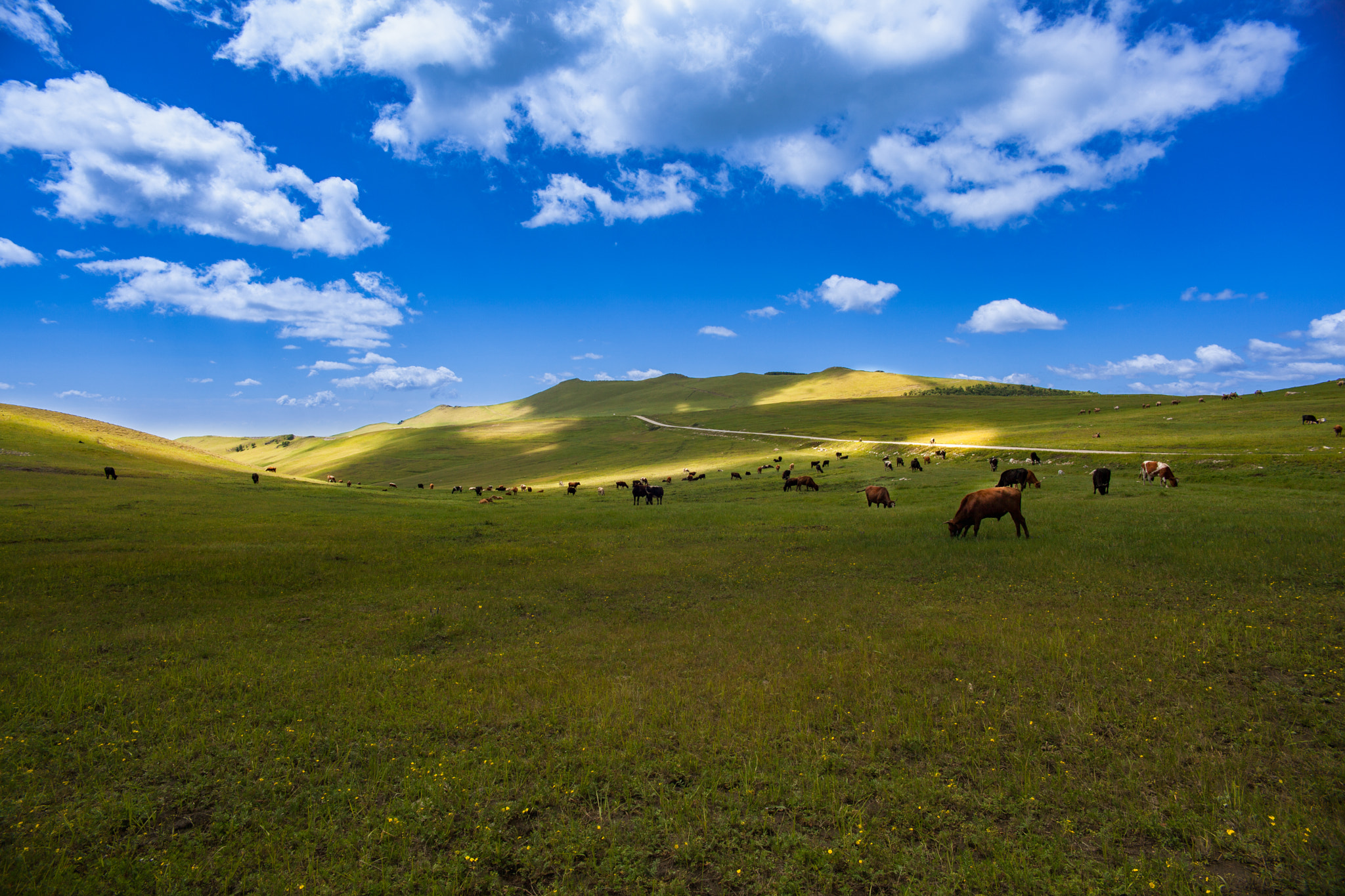 蓝天白云下牛群