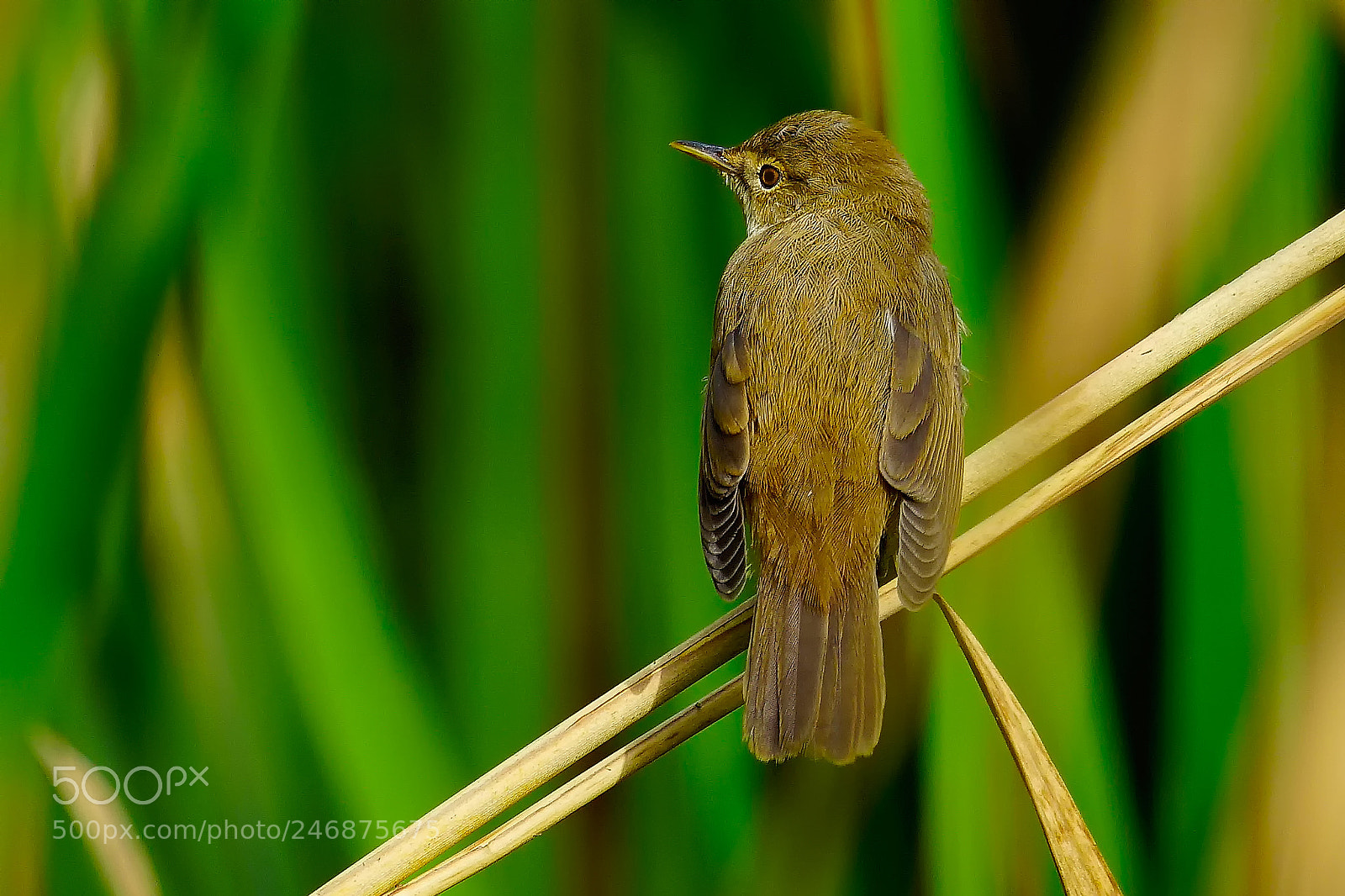 Sony ILCA-77M2 sample photo. Eurasian reed warbler photography