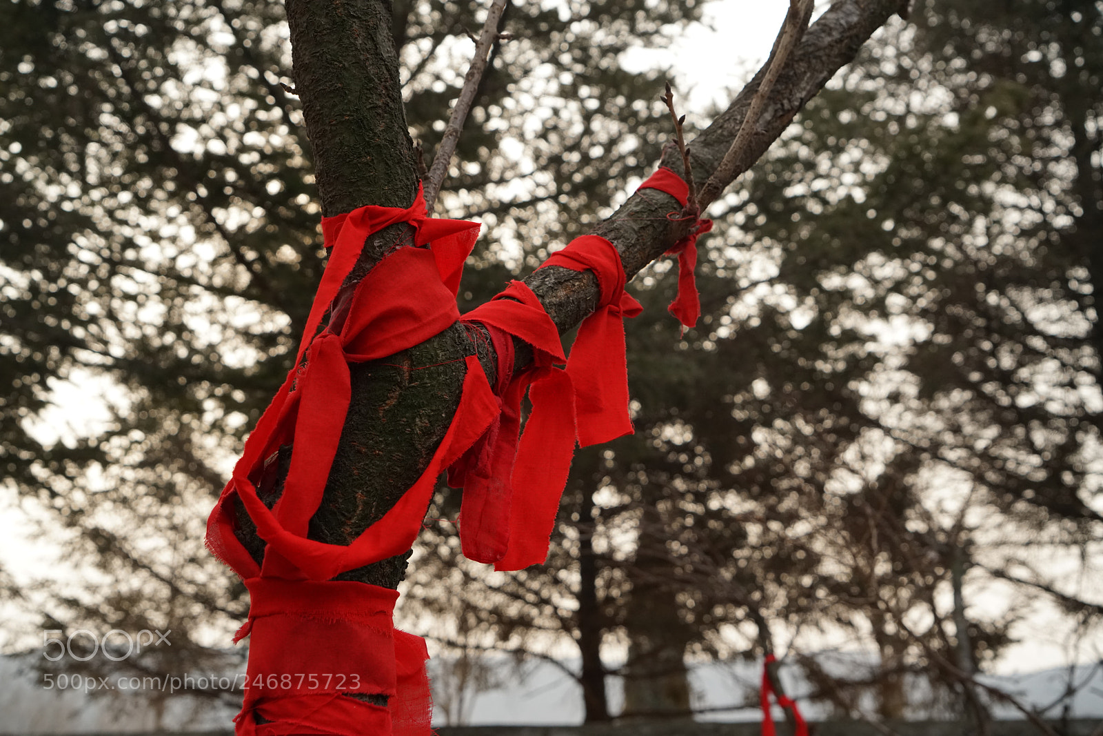 Sony a7R II sample photo. Hope tree photography