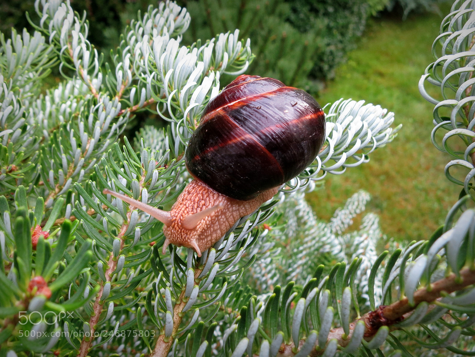 Canon PowerShot S100 sample photo. Grape snail on fir photography