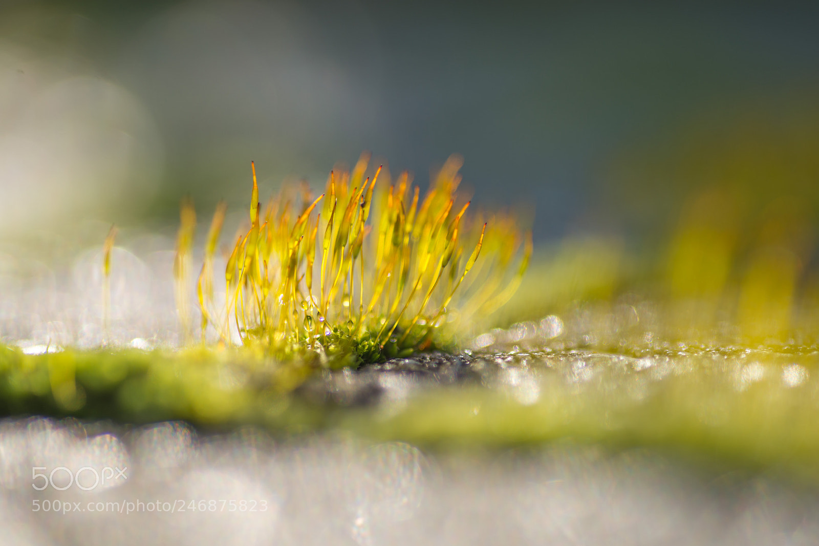Nikon D600 sample photo. Moss photography