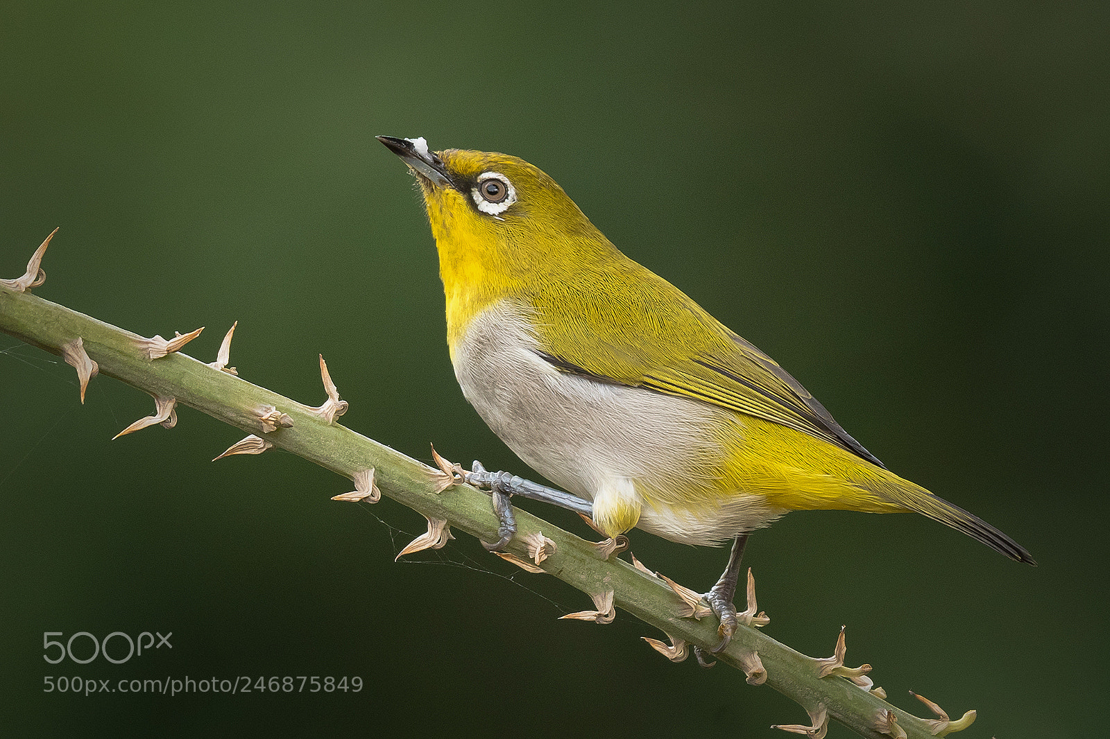 Nikon D500 sample photo. Oriential white eye photography