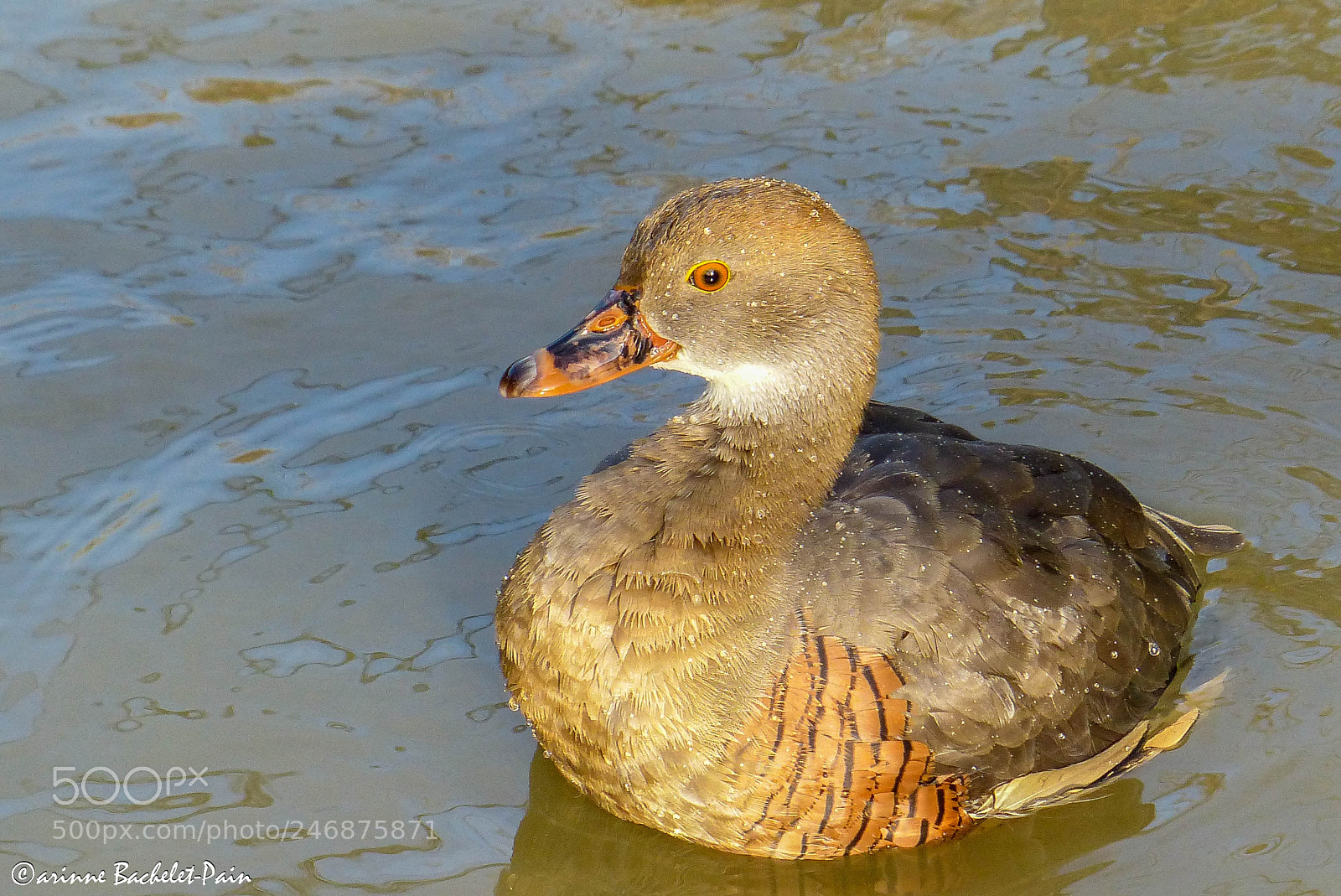 Panasonic Lumix DMC-FZ200 sample photo. Barbotage au soleil photography