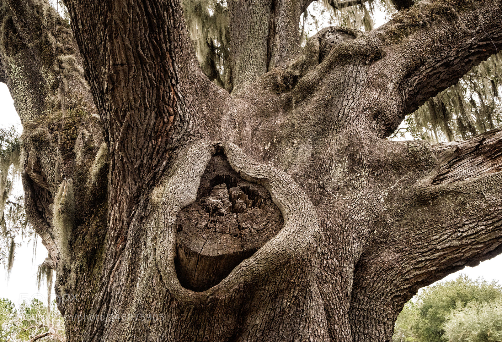 Nikon D810 sample photo. Cellon oak photography
