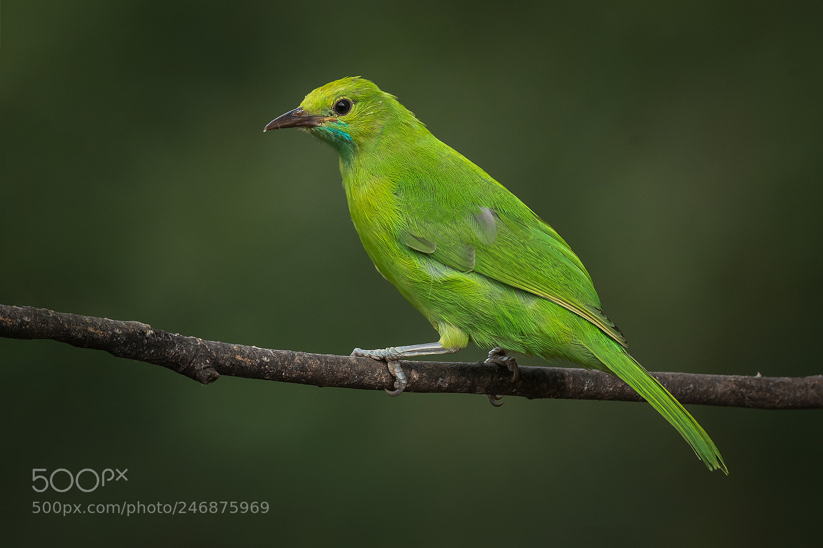 Nikon D500 sample photo. Jerdon's leafbird juvenile photography