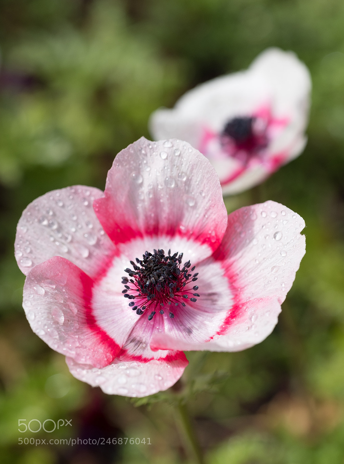Fujifilm X-T2 sample photo. After the rain photography