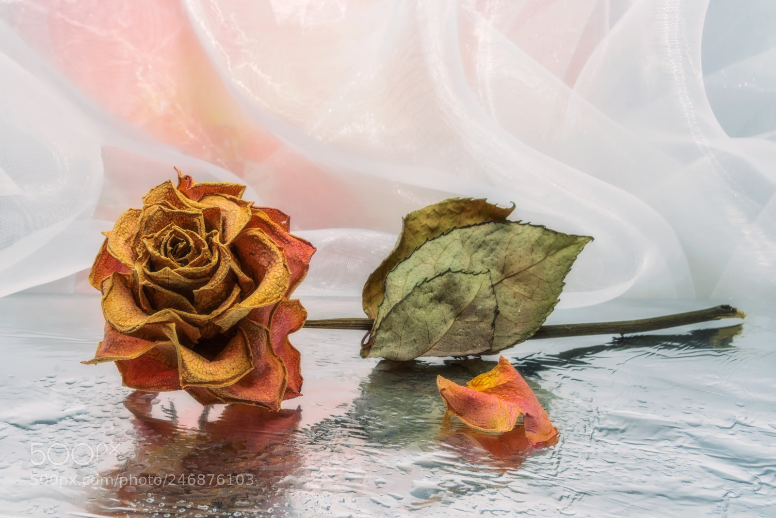 Nikon D7100 sample photo. *** photography