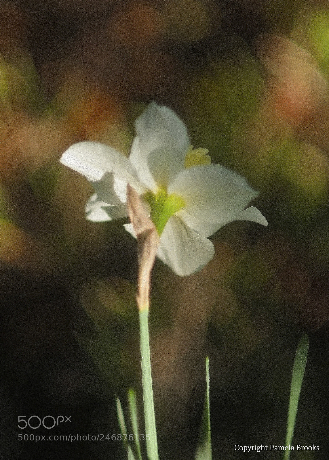 Nikon D90 sample photo. Daffodil back photography