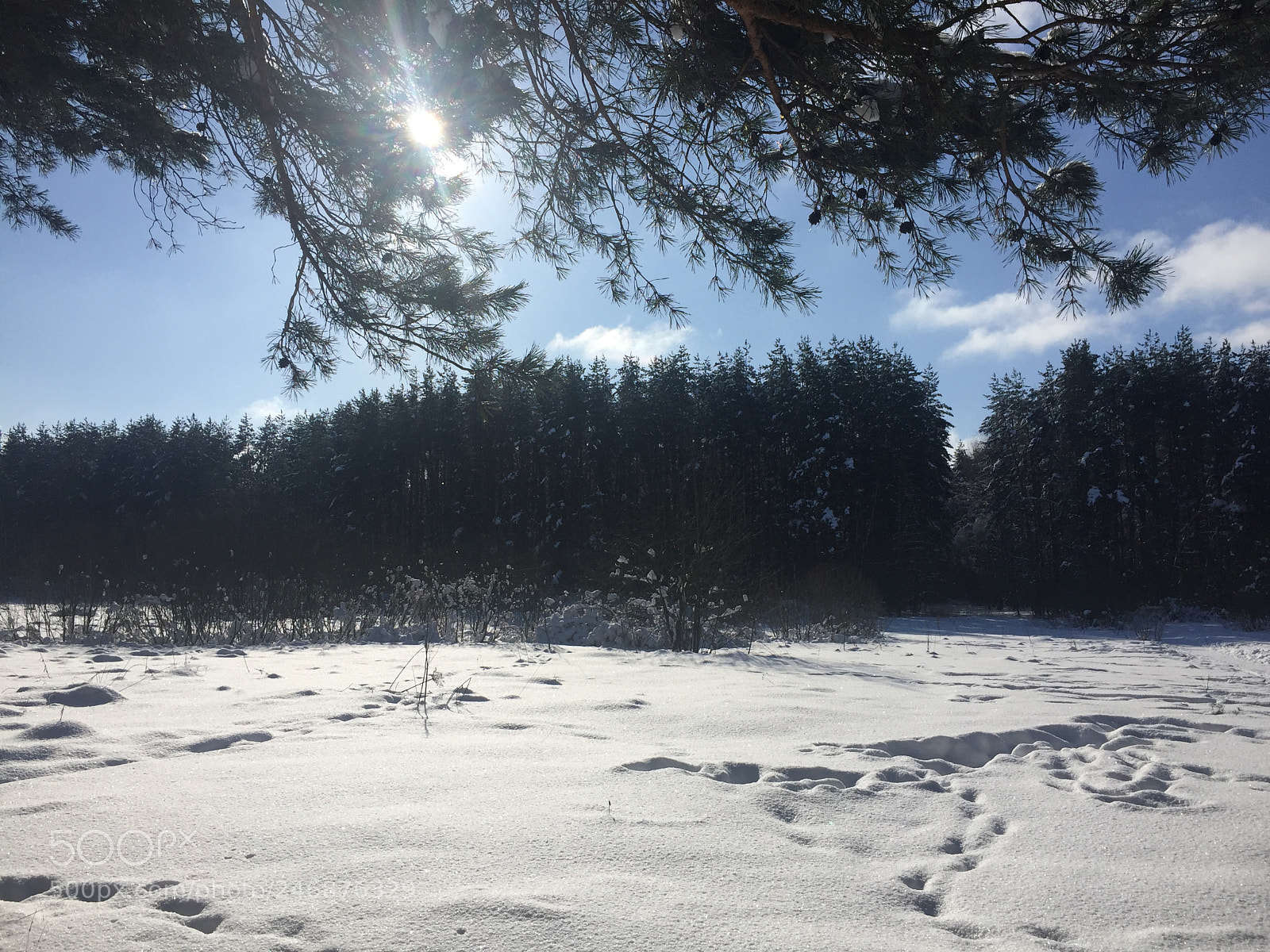 Apple iPhone 6 sample photo. Winter forest photography