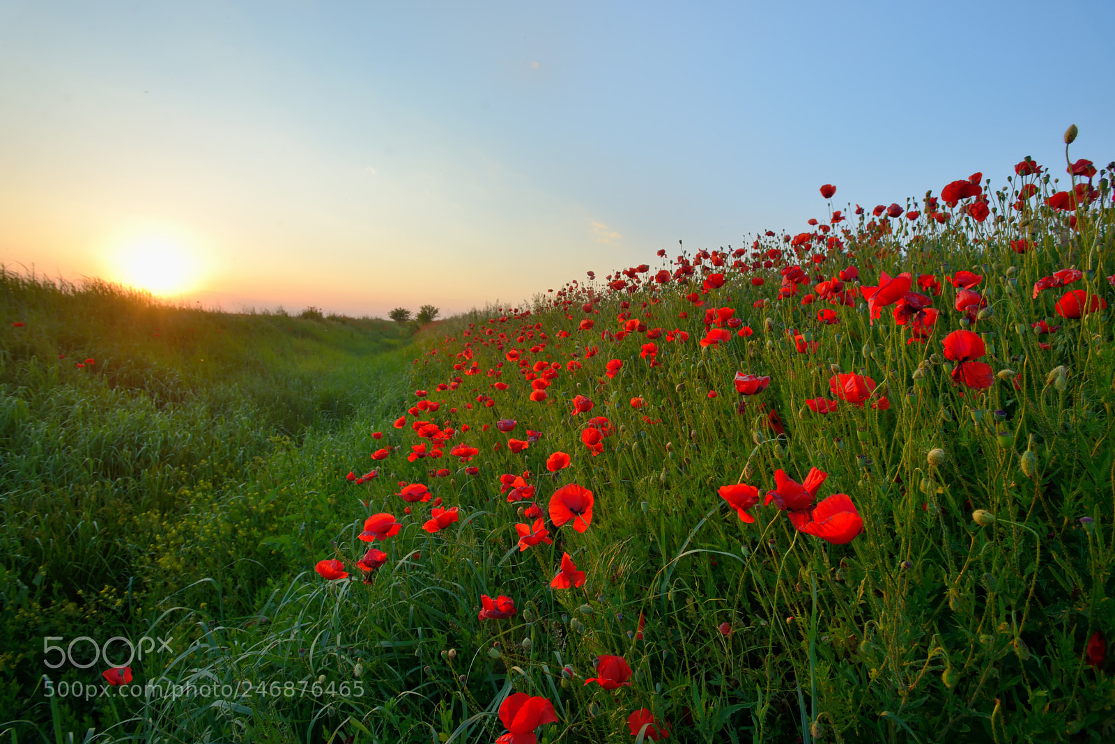 Nikon D610 sample photo. Sunset over poppy field photography