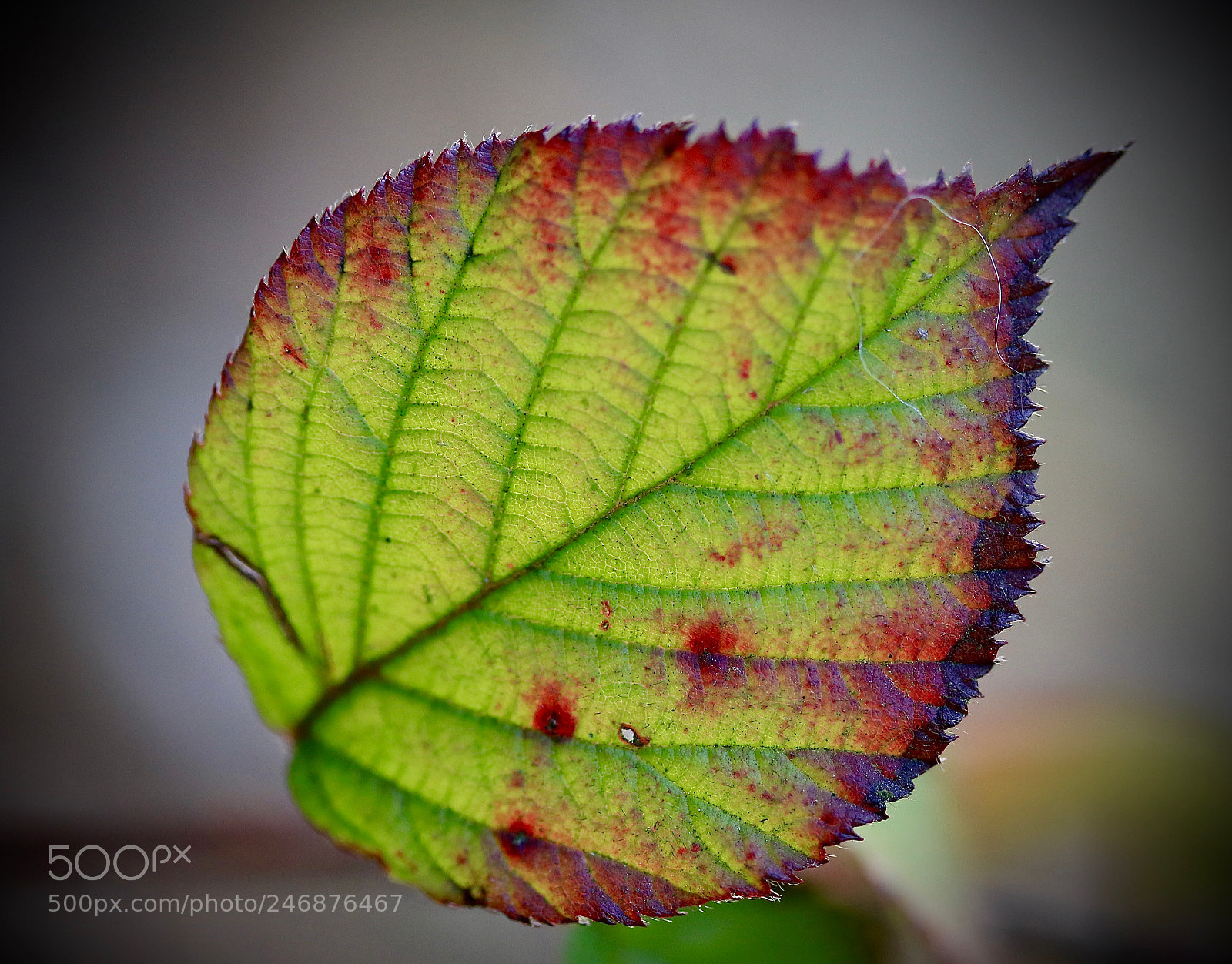 Canon EOS 7D Mark II sample photo. Leaf photography