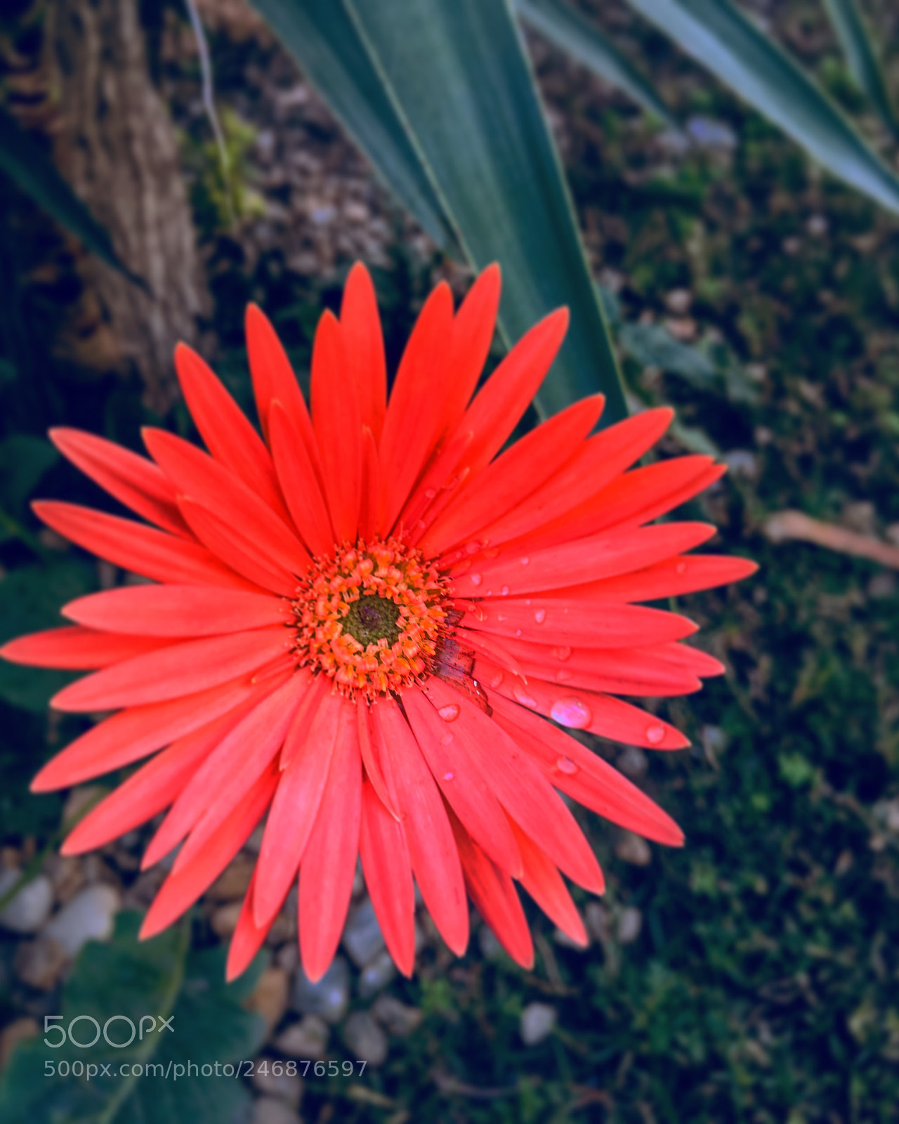 Apple iPhone 6s Plus sample photo. Untitled photography