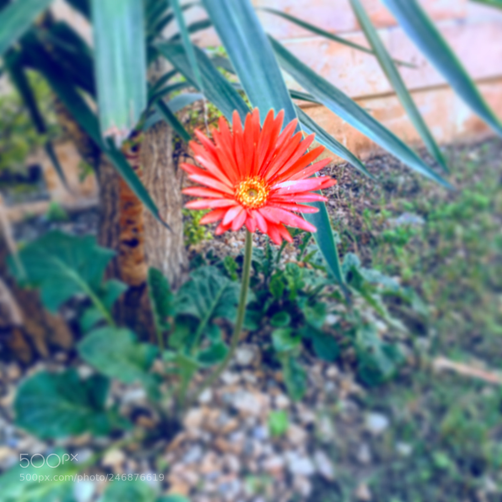 Apple iPhone 6s Plus sample photo. Untitled photography