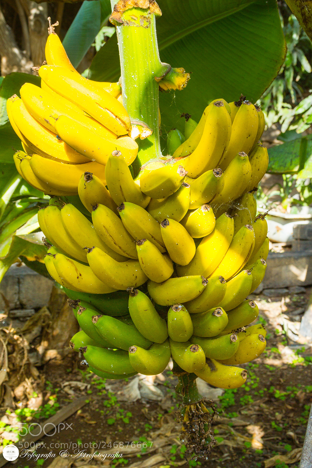 Canon EOS 550D (EOS Rebel T2i / EOS Kiss X4) sample photo. Platano canario photography