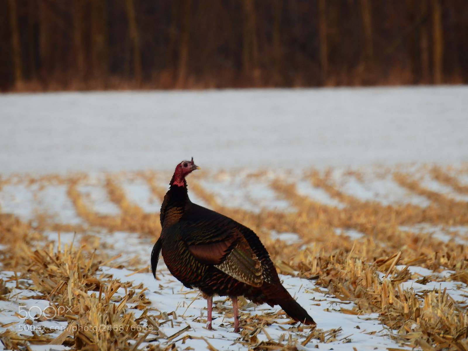 Nikon Coolpix P900 sample photo. Wild turkey photography