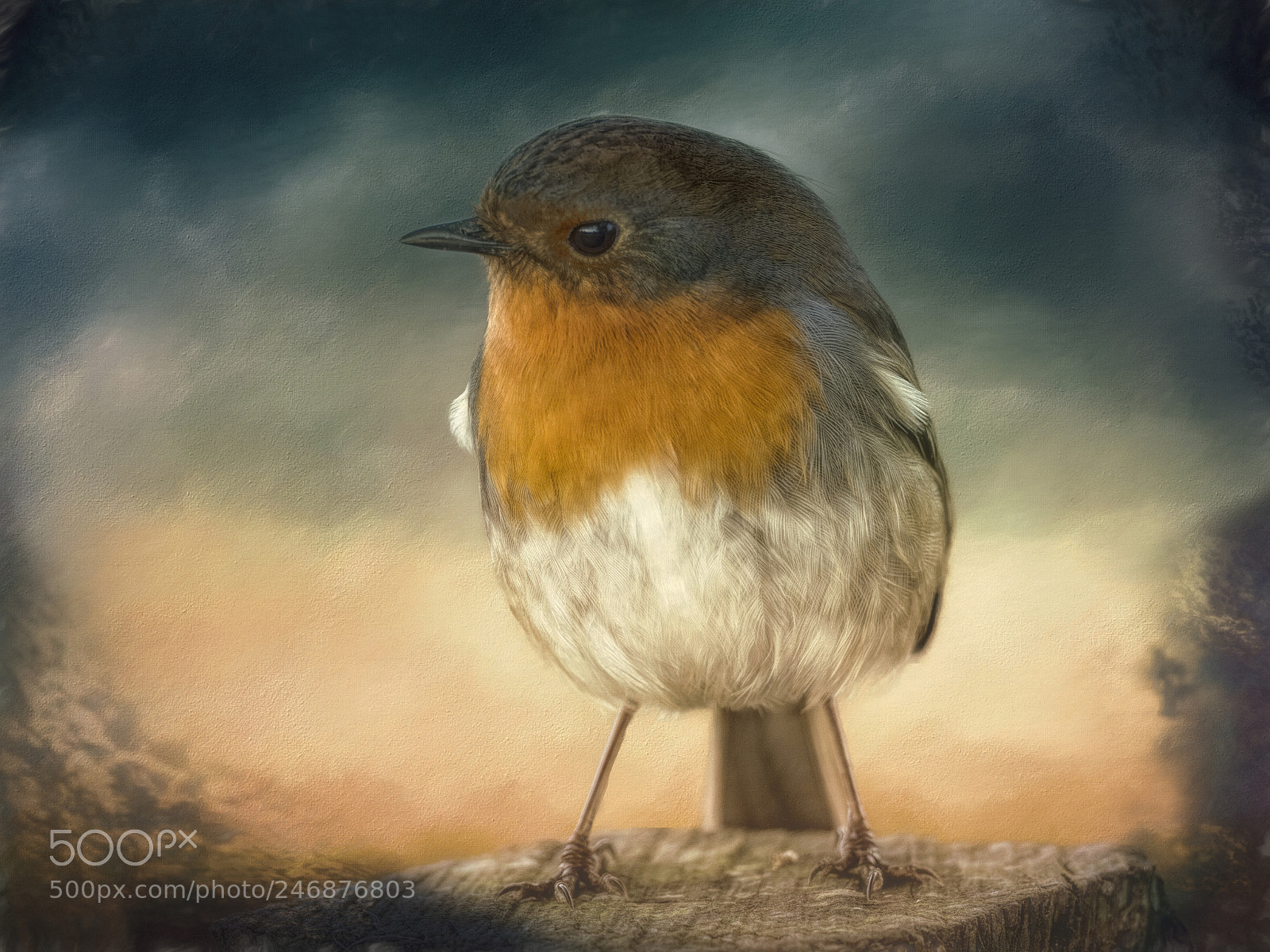 Olympus OM-D E-M1 Mark II sample photo. Robin red breast photography