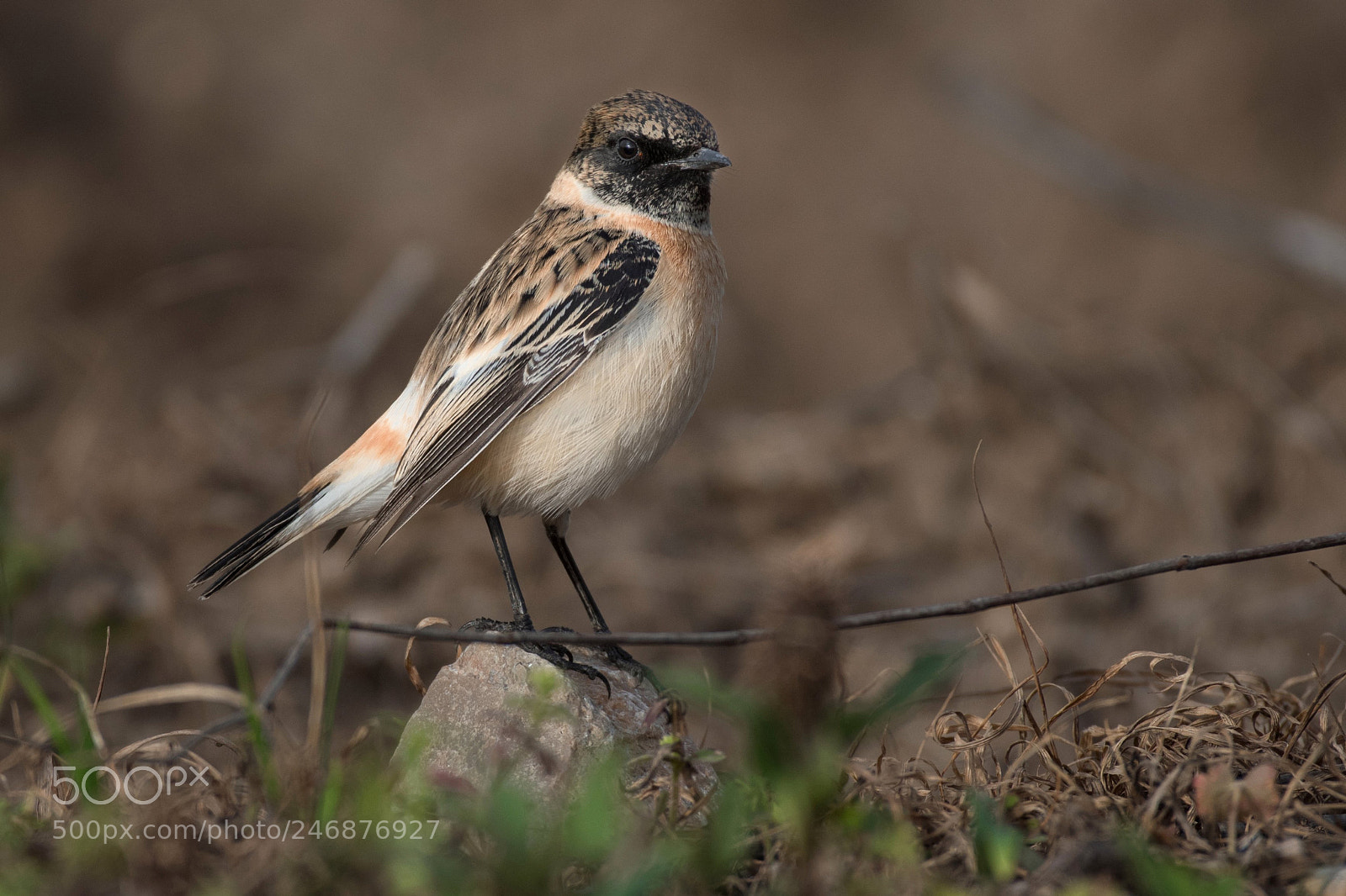 Nikon D500 sample photo. Siberian stonechat photography