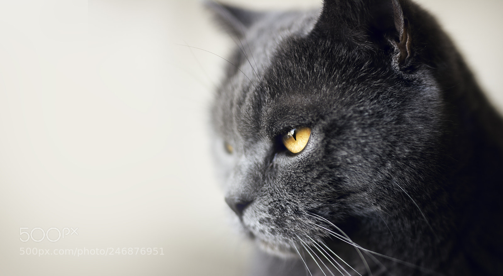 Nikon D7100 sample photo. That look photography