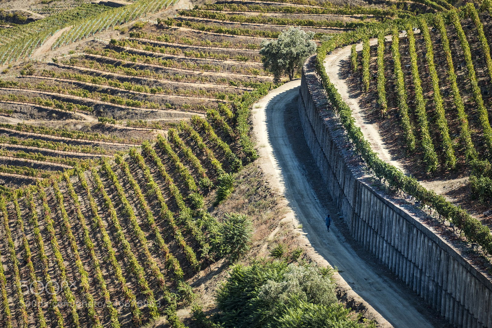 Fujifilm X-T2 sample photo. Vineyards and the douro photography