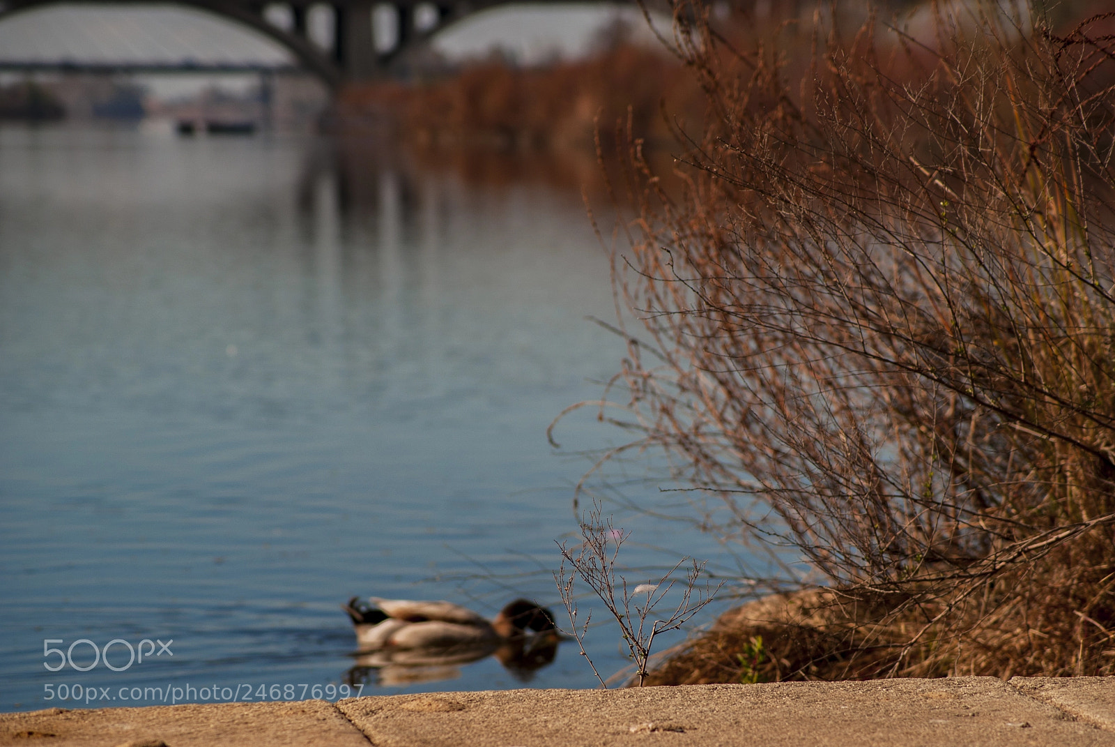 Sony Alpha DSLR-A330 sample photo. Swimming under the bridge photography