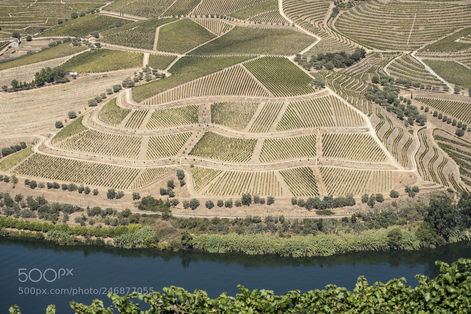 Fujifilm X-T2 sample photo. Vineyards and the douro photography