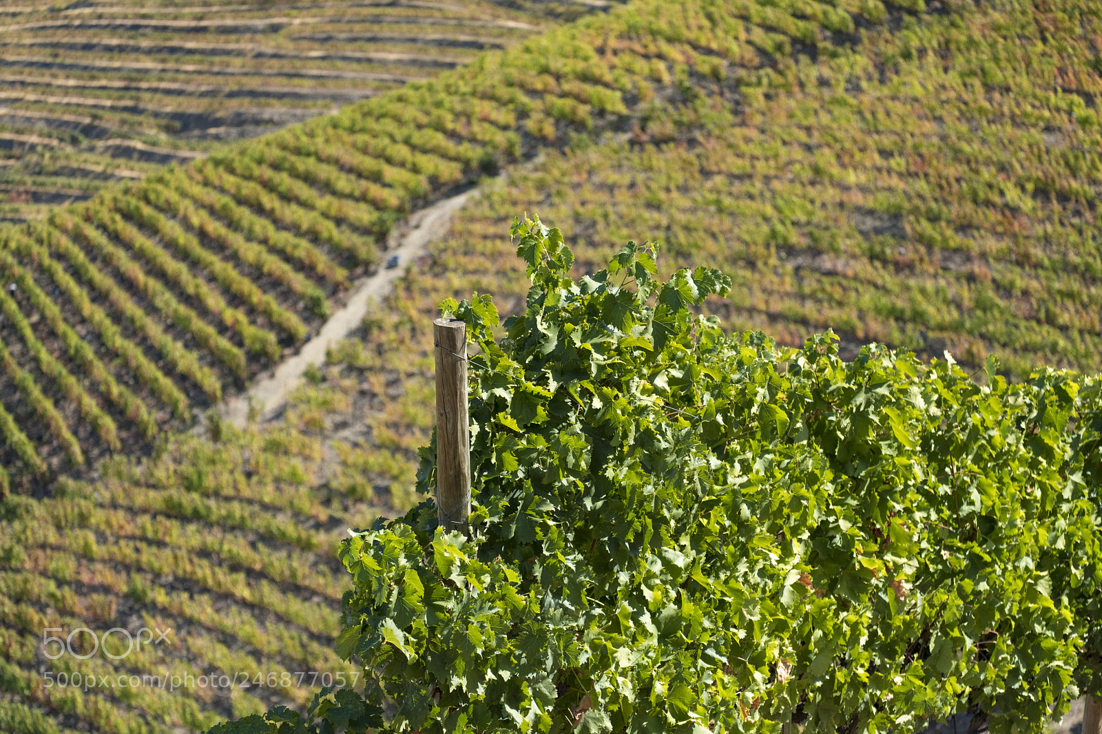 Fujifilm X-T2 sample photo. Vineyards and the douro photography