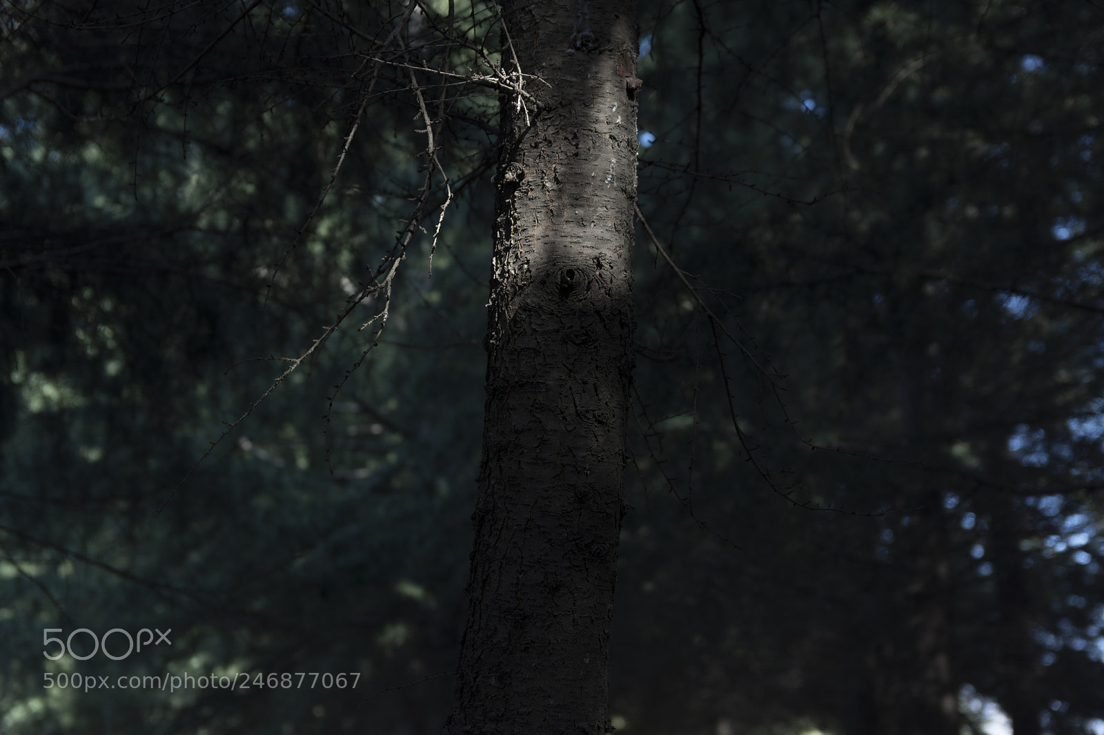 Nikon D7200 sample photo. Untitled photography