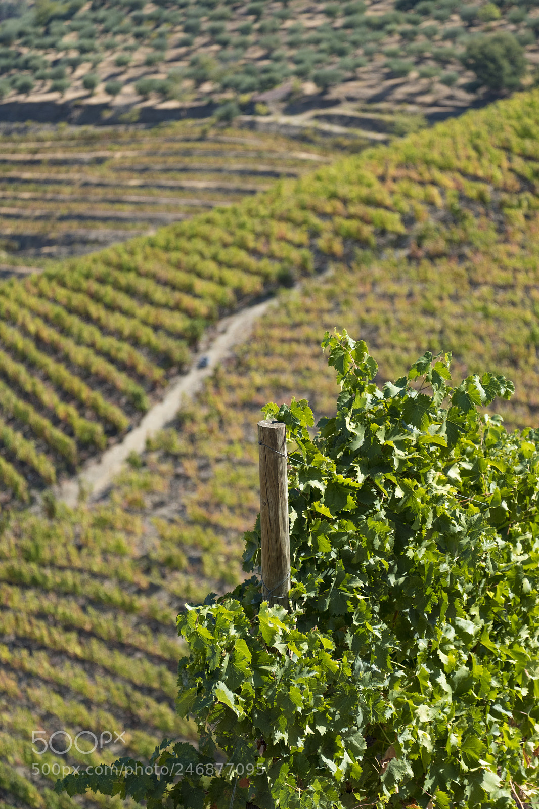 Fujifilm X-T2 sample photo. Vineyards and the douro photography