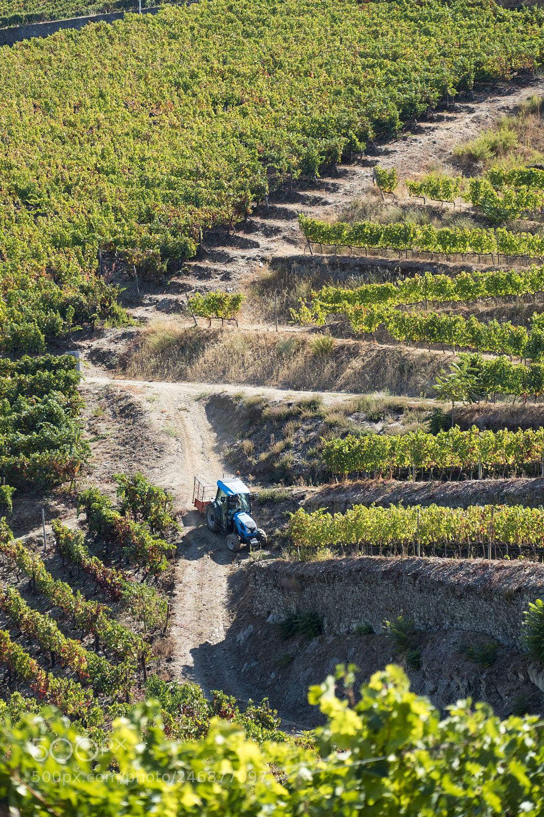 Fujifilm X-T2 sample photo. Vineyards and the douro photography