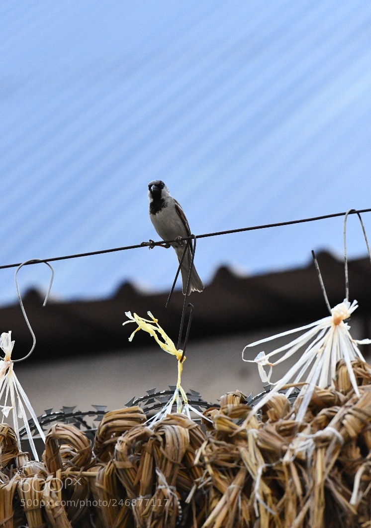 Nikon D850 sample photo. Bird on a wire. photography