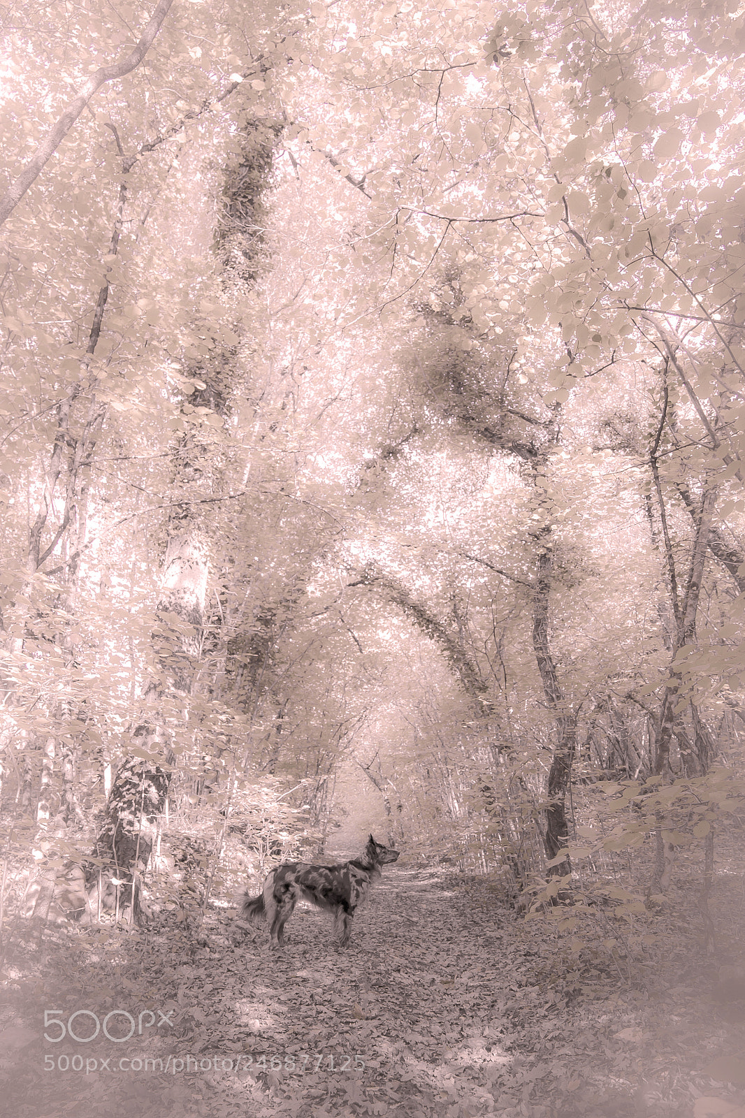 Canon EOS 7D sample photo. Fairy tales photography