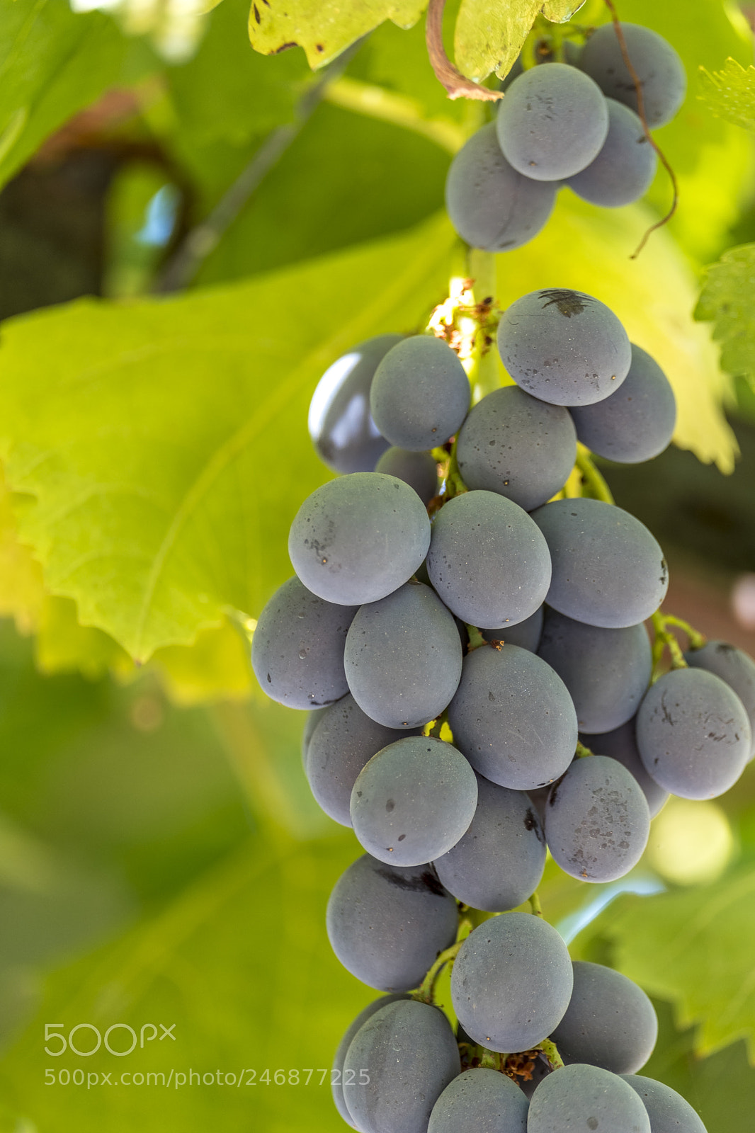 Fujifilm X-T2 sample photo. Vineyards and the douro photography